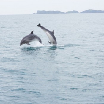 Bay of islands cruise - dolphins play